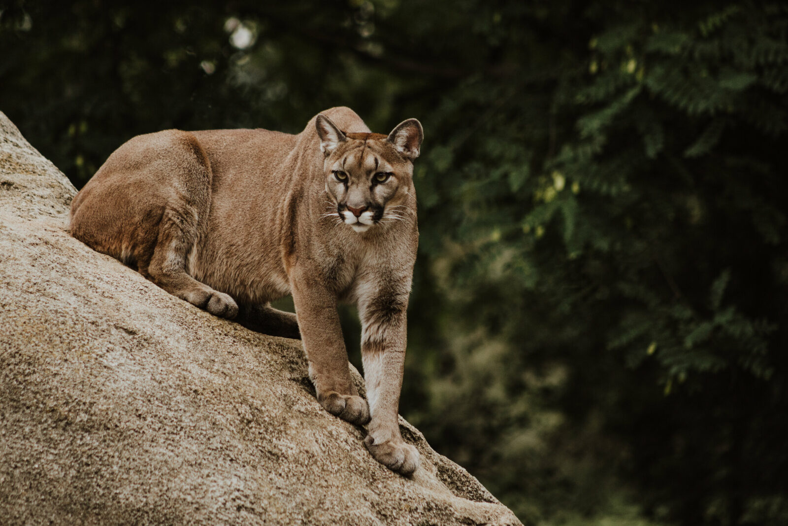 lion