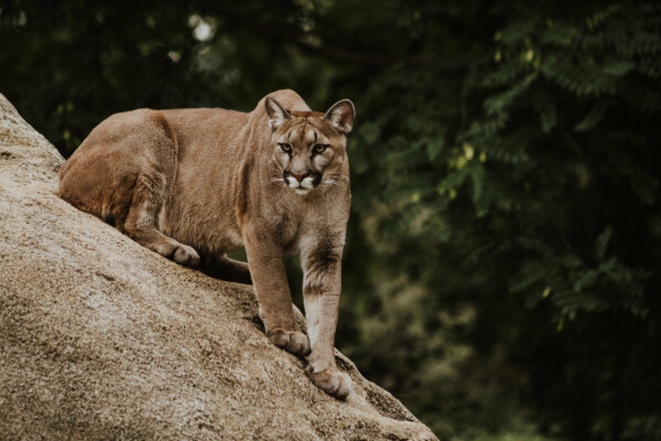 lion