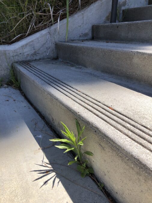 Plant-in-steps-May--photo-credit-Monica-L -Smith