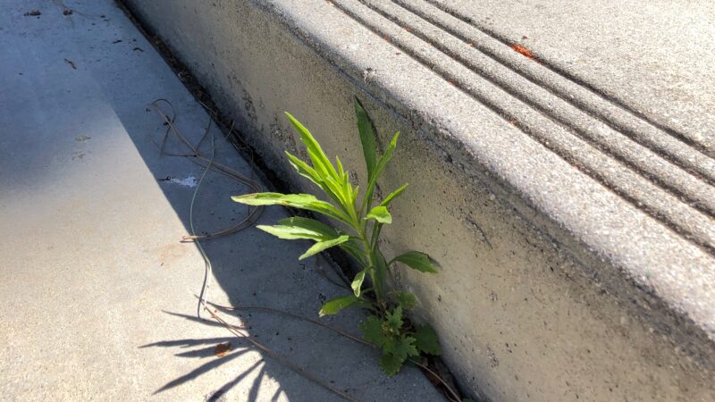 plant-in-steps-x-