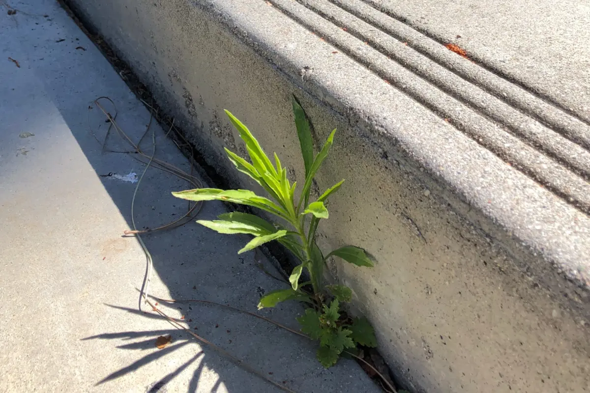 plant-in-steps-x-