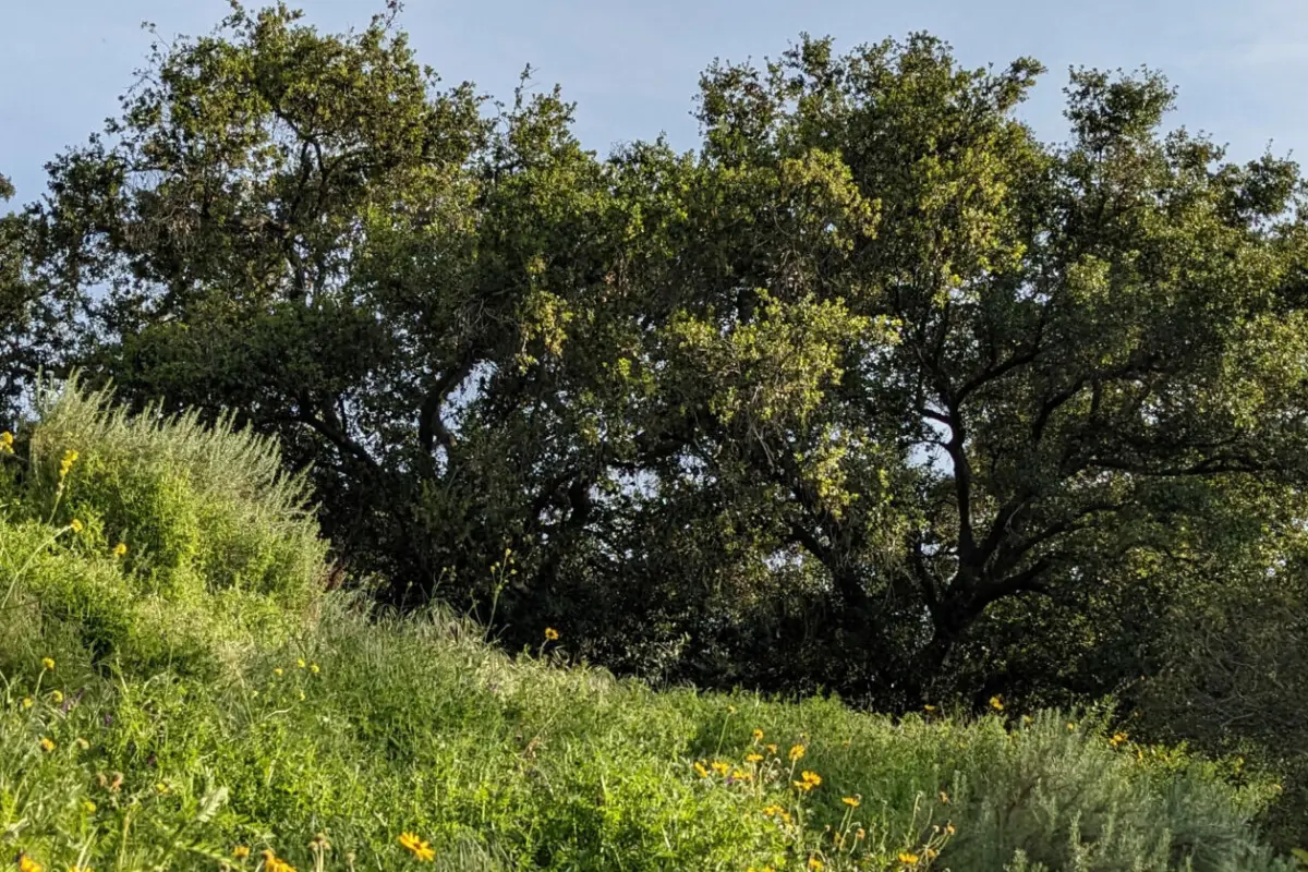 Sage Hill Landscape with Oak