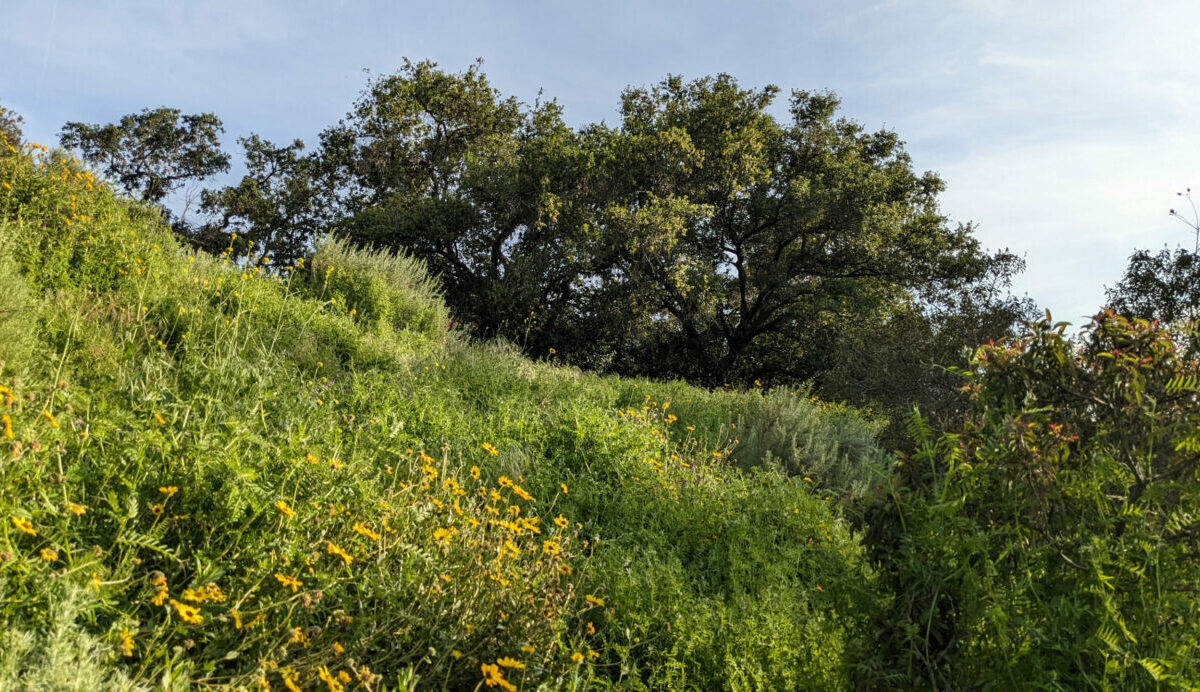 Sage Hill Landscape with oak in the background