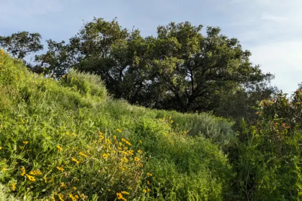 Sage Hill Landscape with oak in the background