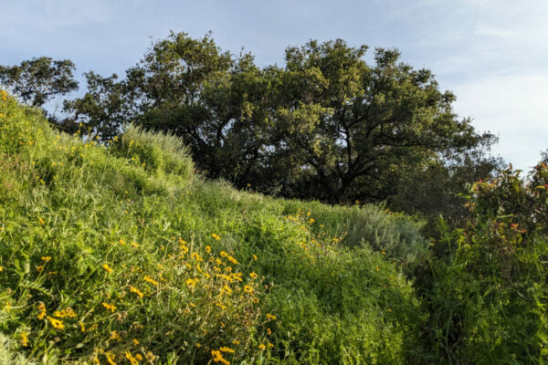 Sage Hill Landscape with oak in the background