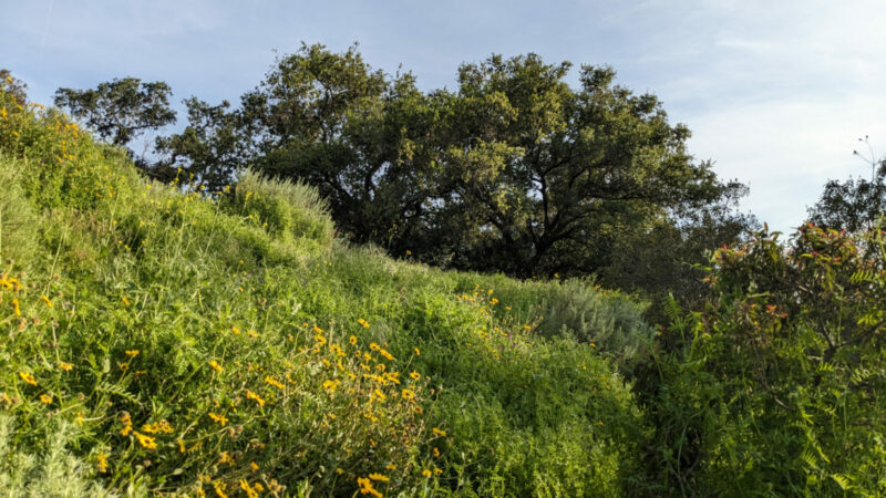 Sage Hill Landscape with oak in the background