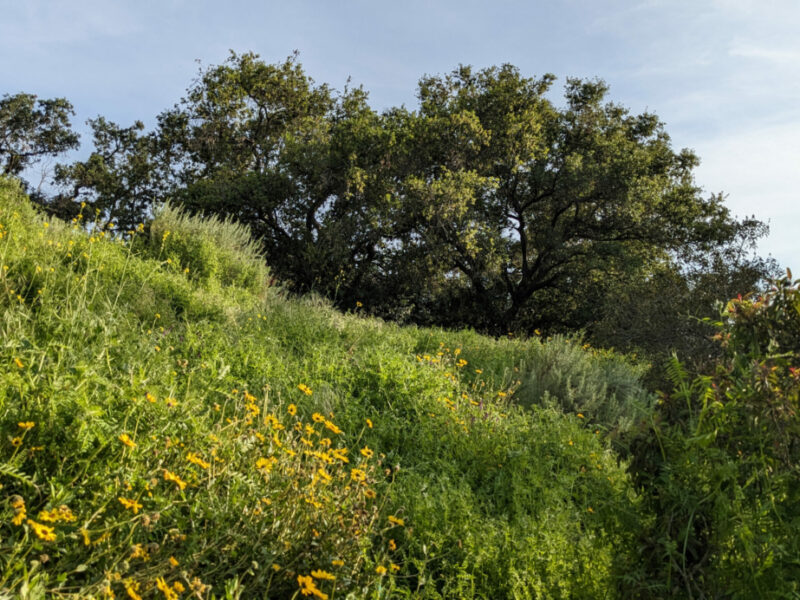 Sage Hill Landscape with oak in the background