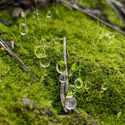 Close up of moss with dew at Sage Hill