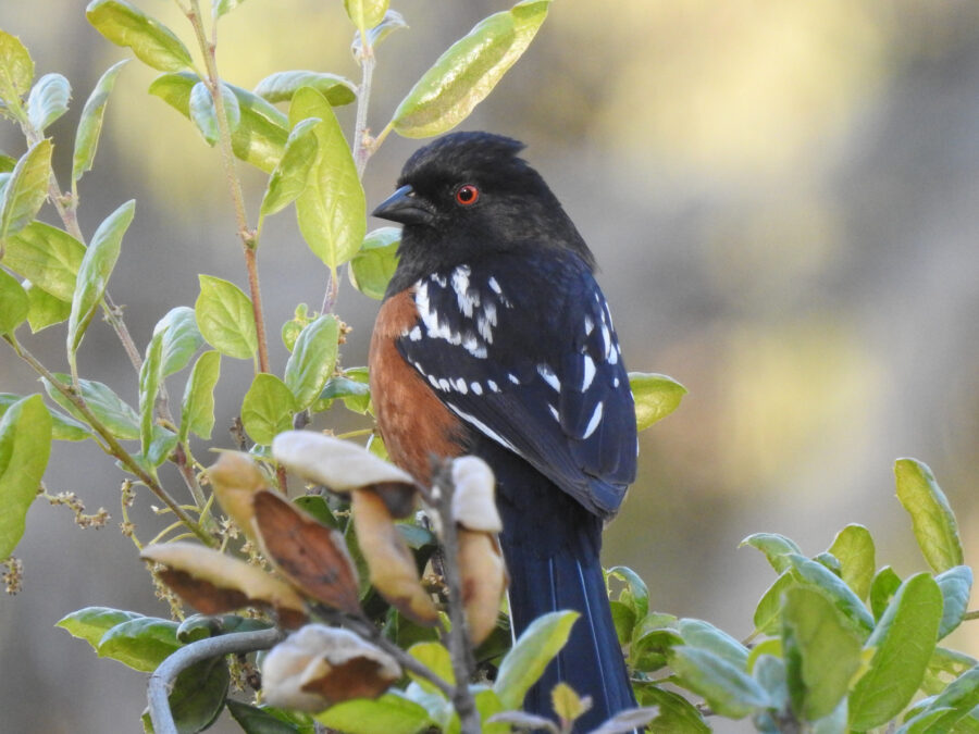 Close up of Spotted Towhee from Sage Hill