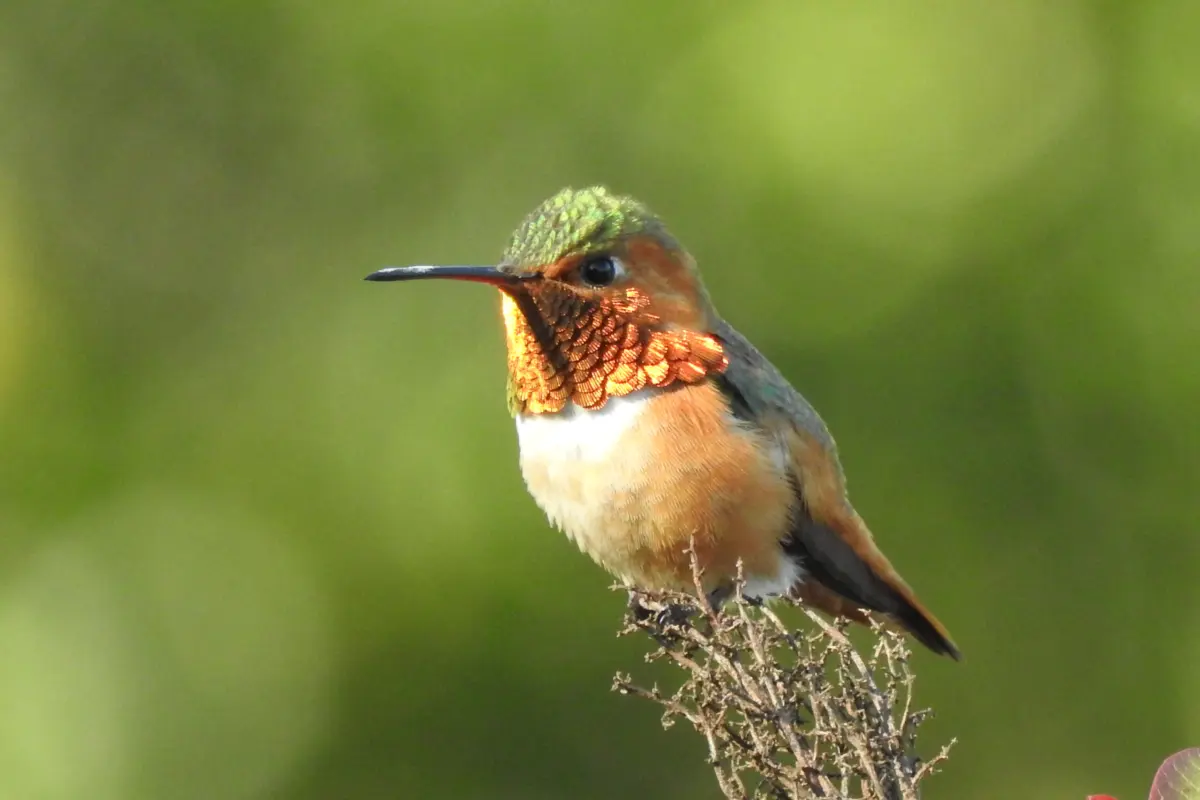 Allen's Hummingbird at Sage Hill
