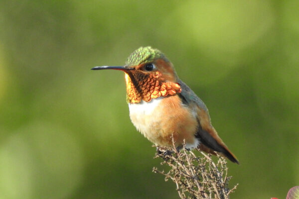 Allen's Hummingbird at Sage Hill