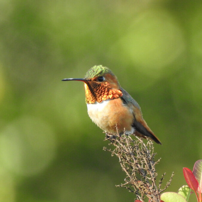 Close up of Allen's Hummingbird found at Sage Hill