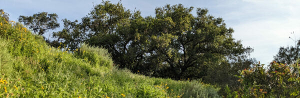 Sage Hill Landscape with Oak