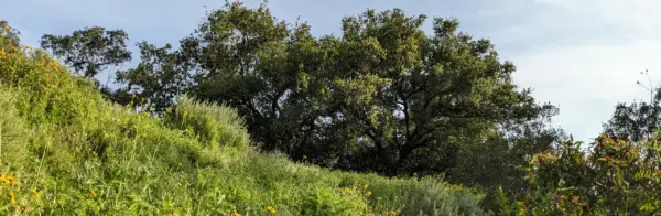 Sage Hill Landscape with Oak