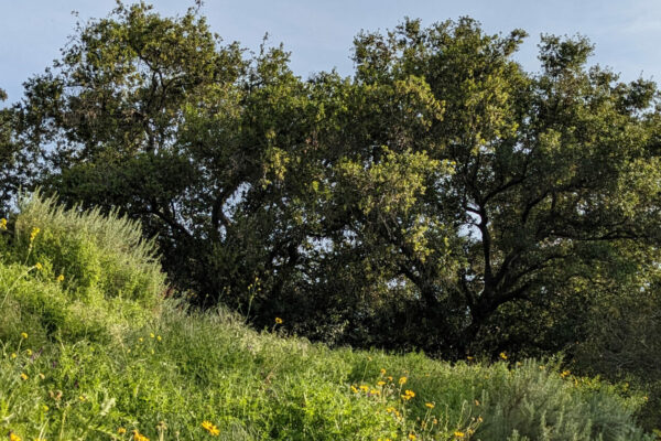 Sage Hill Landscape with Oak