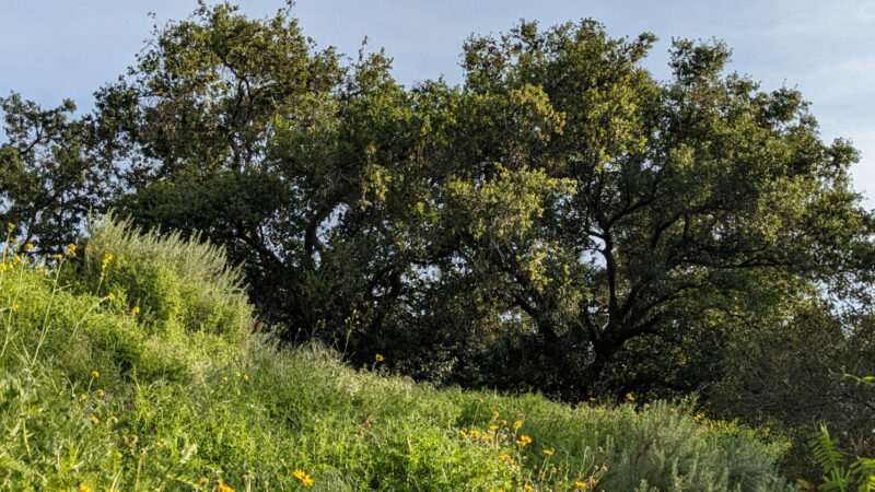 Sage Hill Landscape with Oak