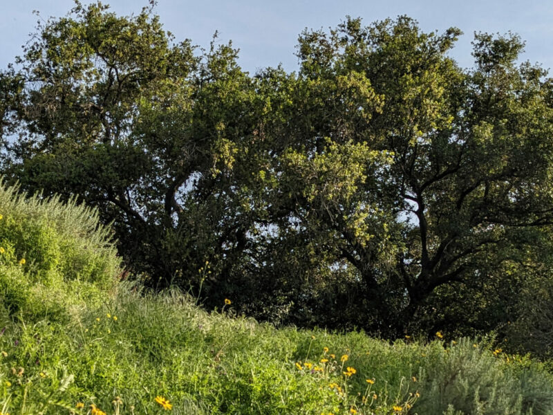 Sage Hill Landscape with Oak