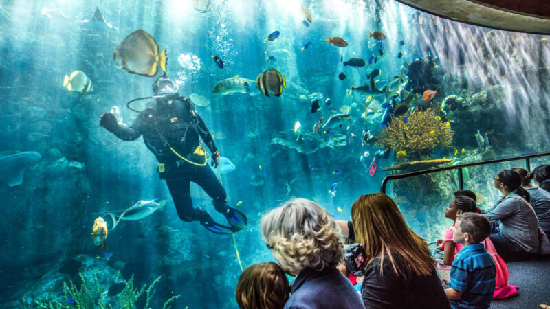 Aquarium of the Pacific