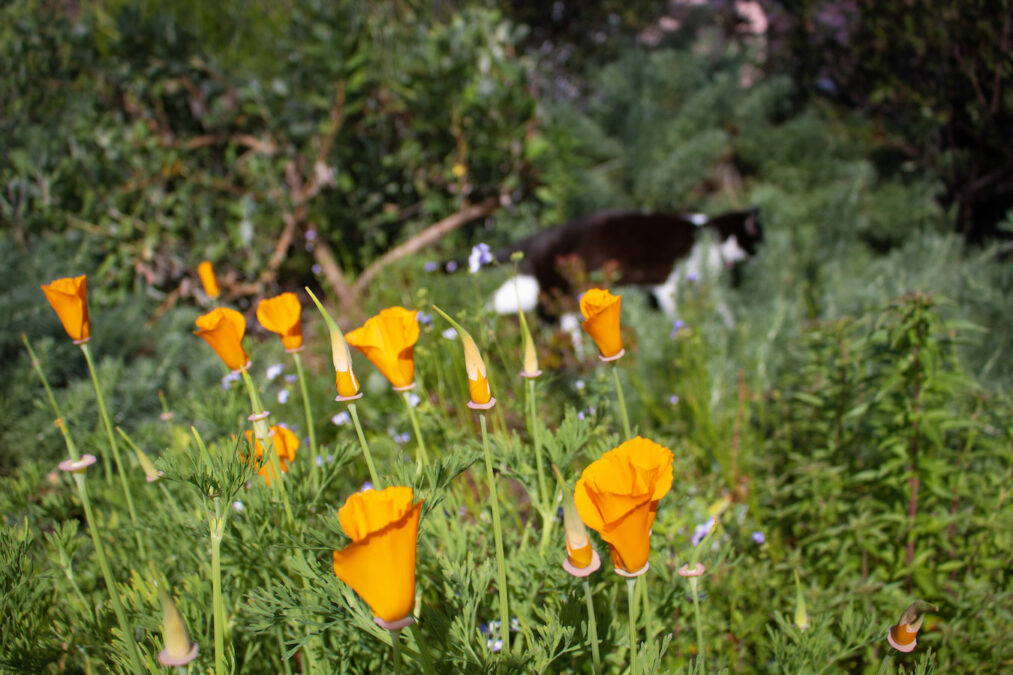 Californiapoppieswithcat