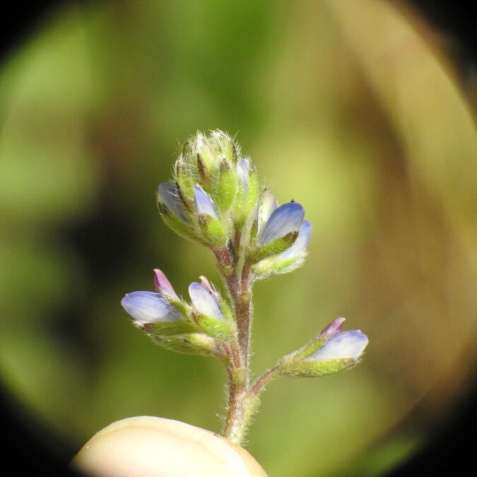 Close up of native annual lupine found at Sage Hill