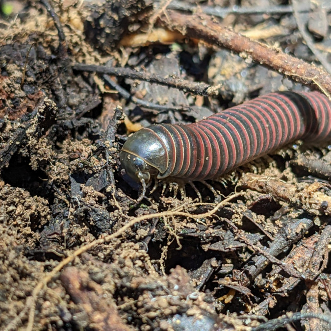 Close up of millipede found at Sage Hill
