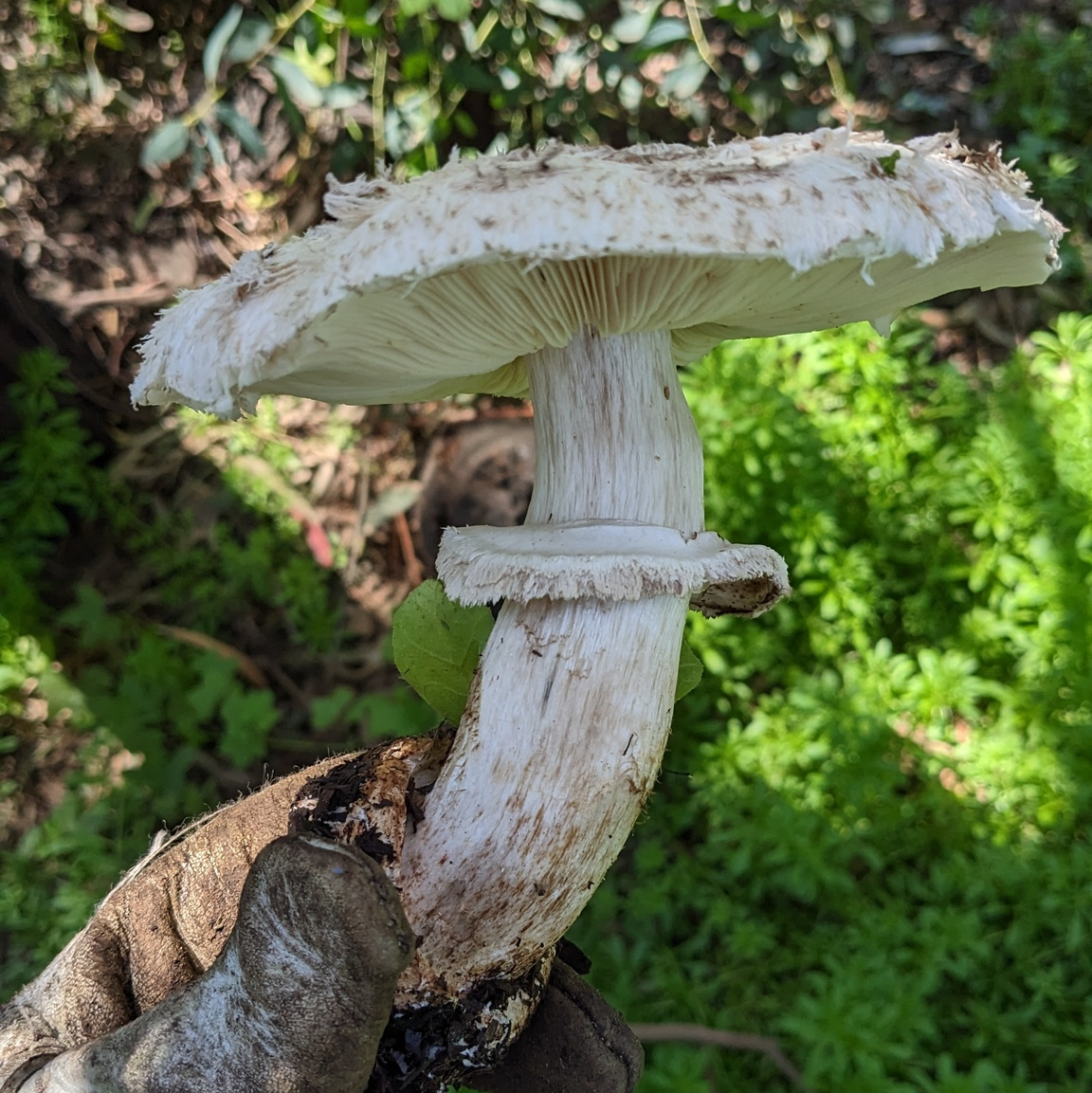 Large mushroom from Sage Hill