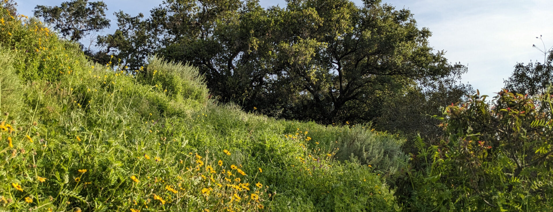 Sage Hill Landscape