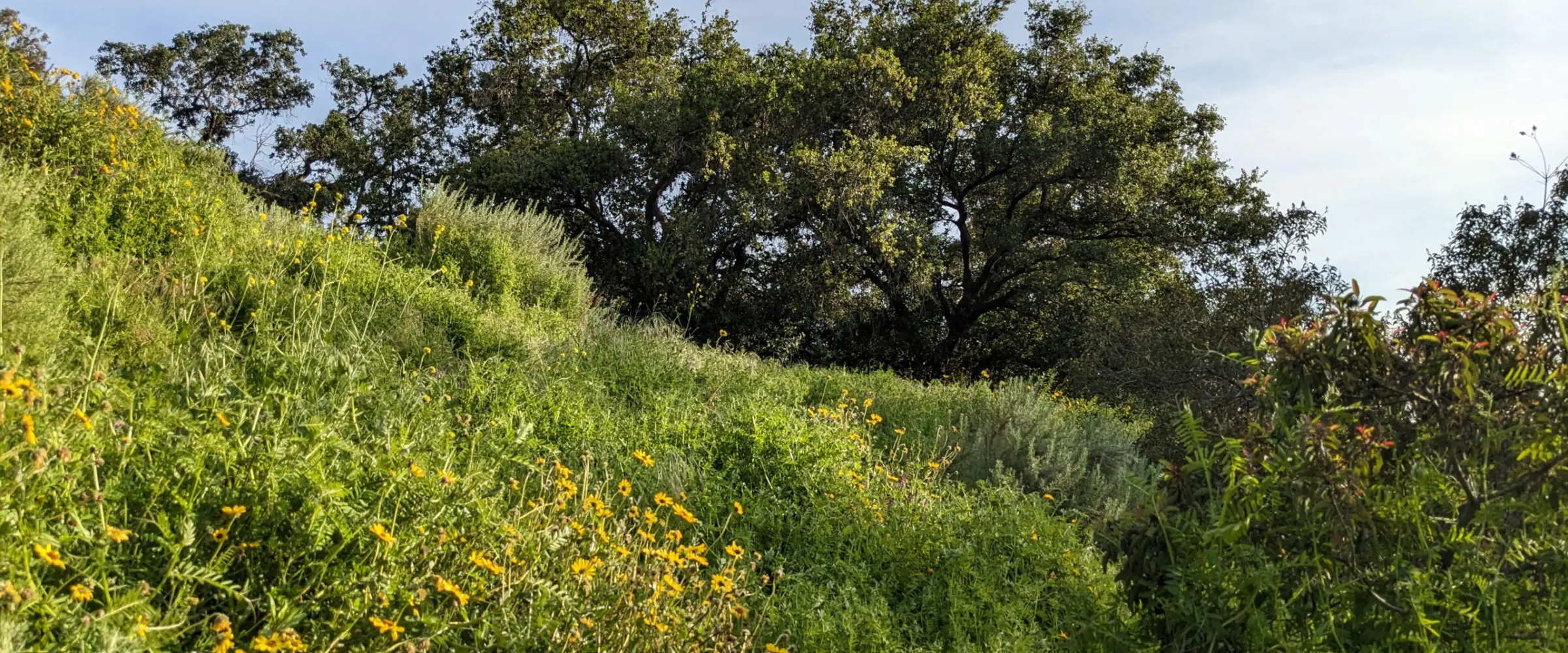 Sage Hill Landscape