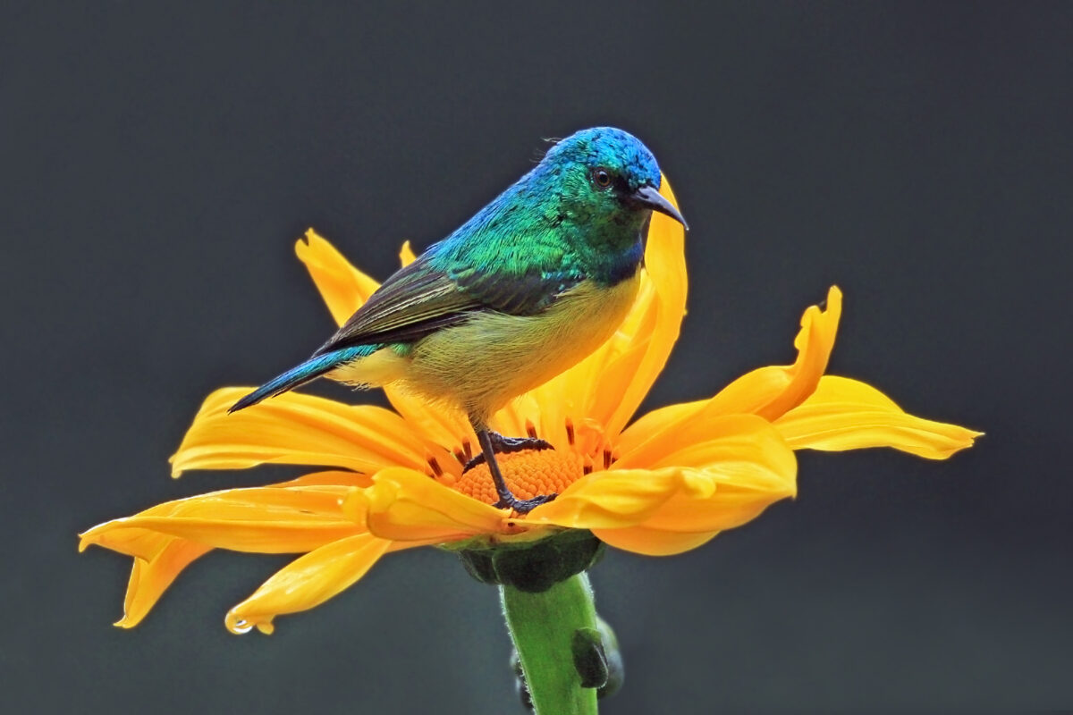 Male+collared+sunbird+Charles+J +Sharp+Wikimedia+Commons