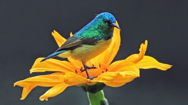 Male+collared+sunbird+Charles+J +Sharp+Wikimedia+Commons