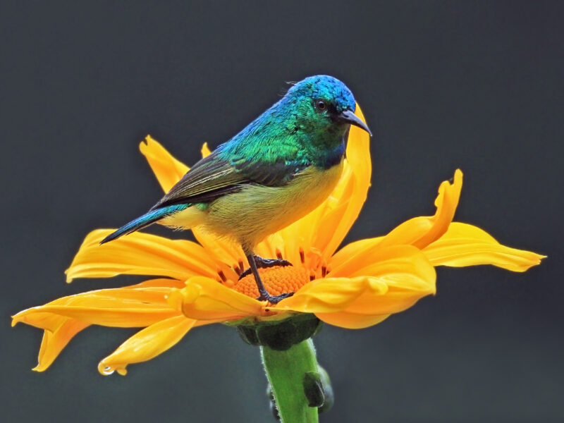 Male+collared+sunbird+Charles+J +Sharp+Wikimedia+Commons