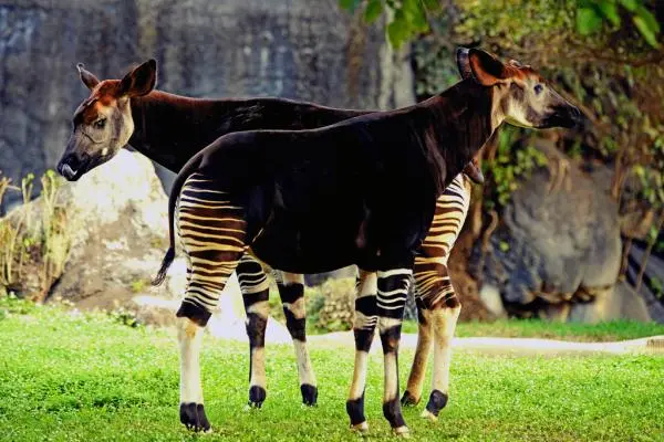 Okapi_