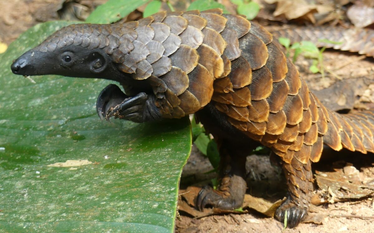 White-bellied pangolin by Richard Rosomoff