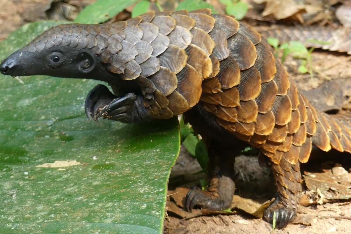 White-bellied pangolin by Richard Rosomoff