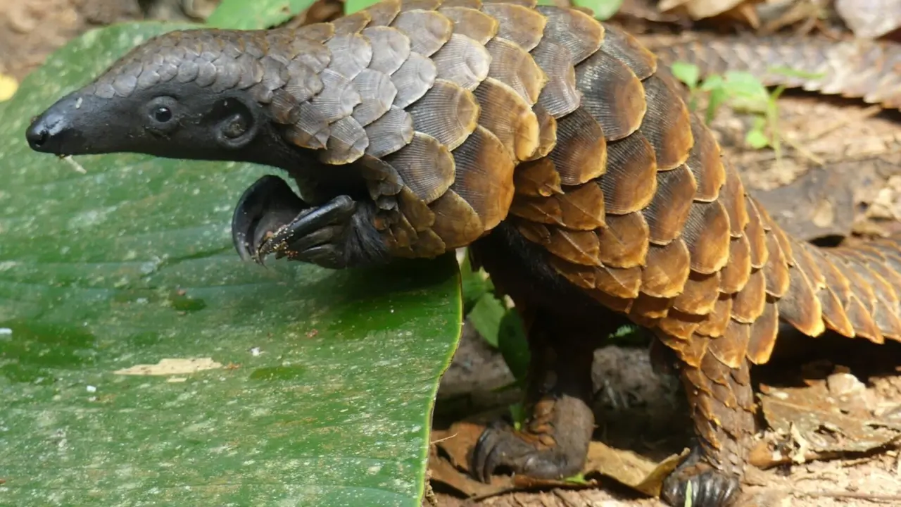 White-bellied pangolin by Richard Rosomoff
