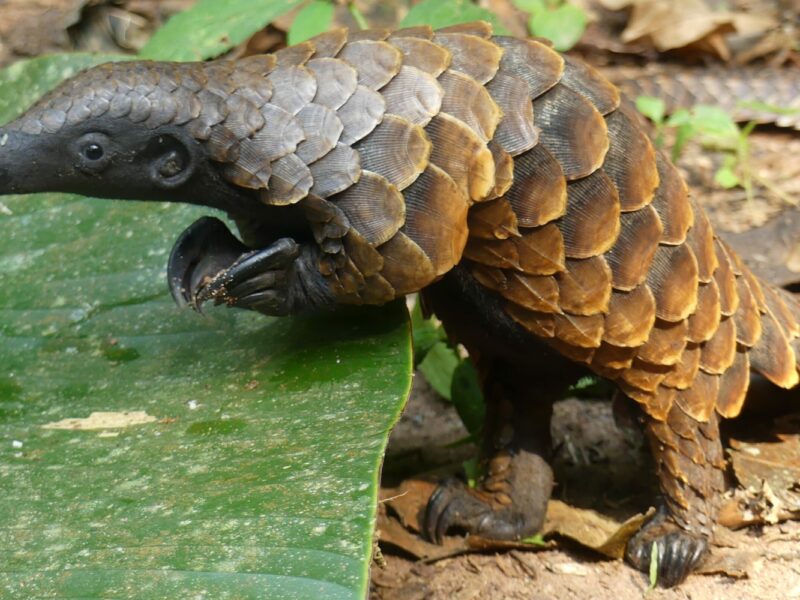 White-bellied pangolin by Richard Rosomoff