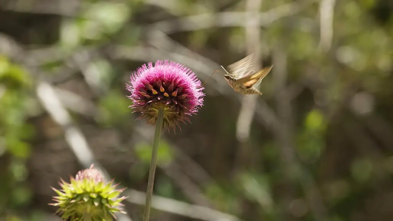 flower insect