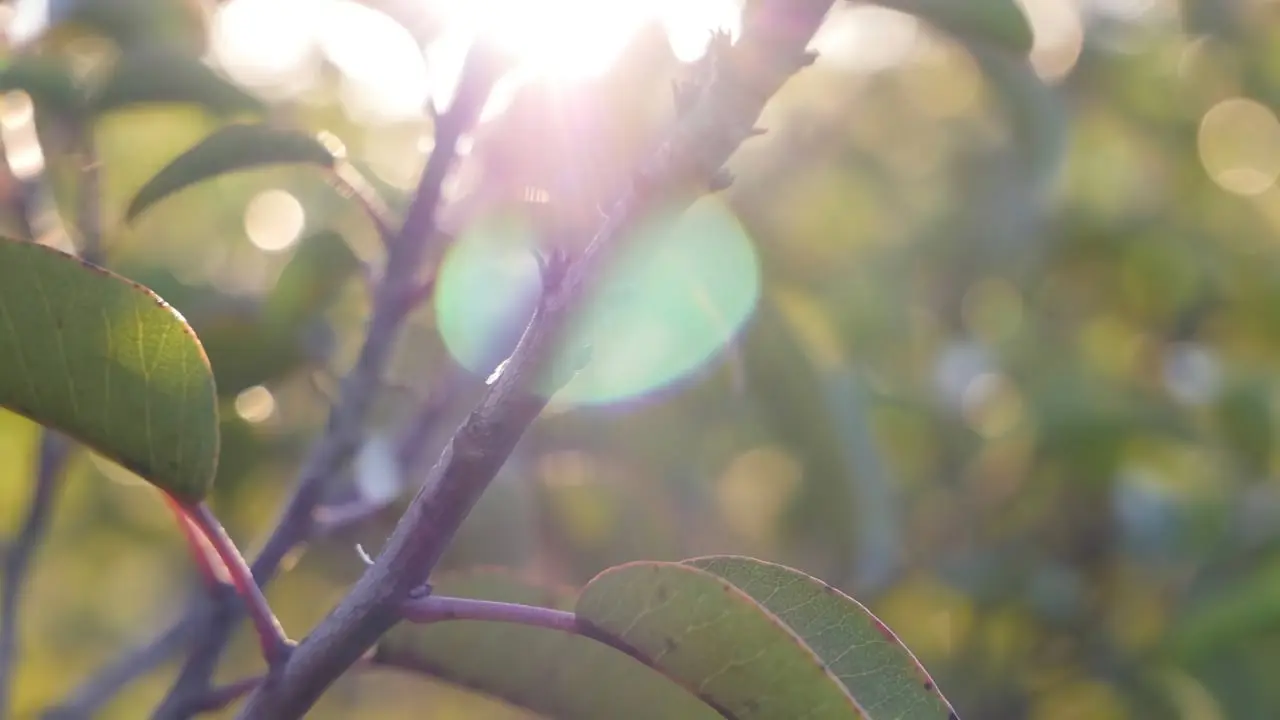 Sunlight through leaves