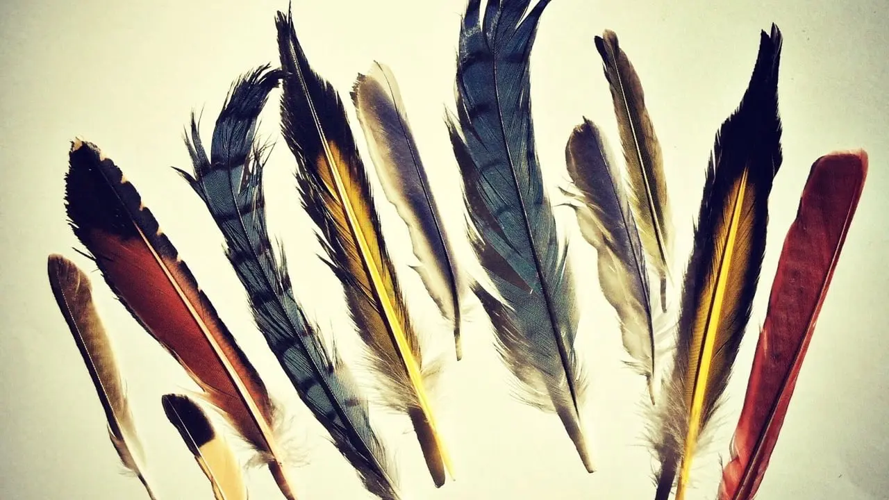 Bird feathers