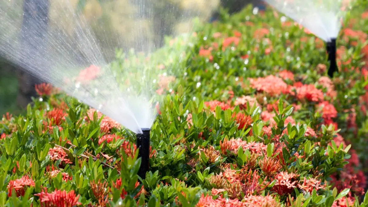 Sprinklers spraying water over a landscaped bed of flowering red shrubs