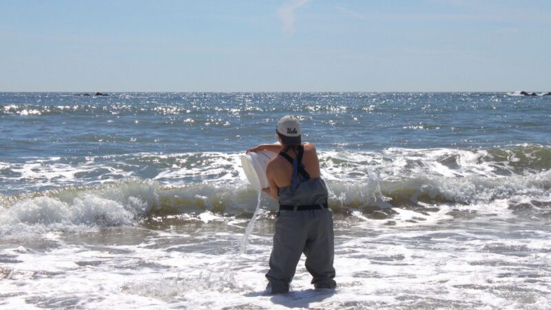 UCLA Student tipping bucket of ocean water into breakwater.