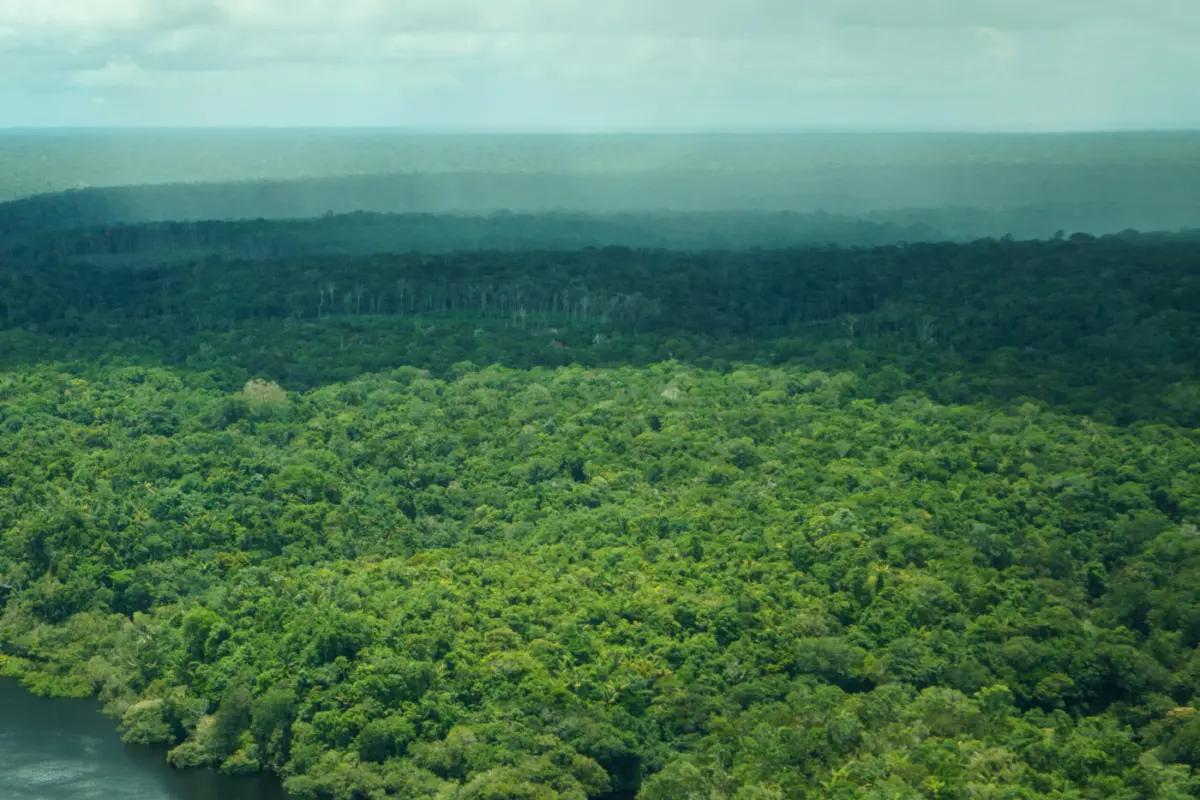 Aerial+view+Amazonas-+Brazil+by+Daniel+Melling