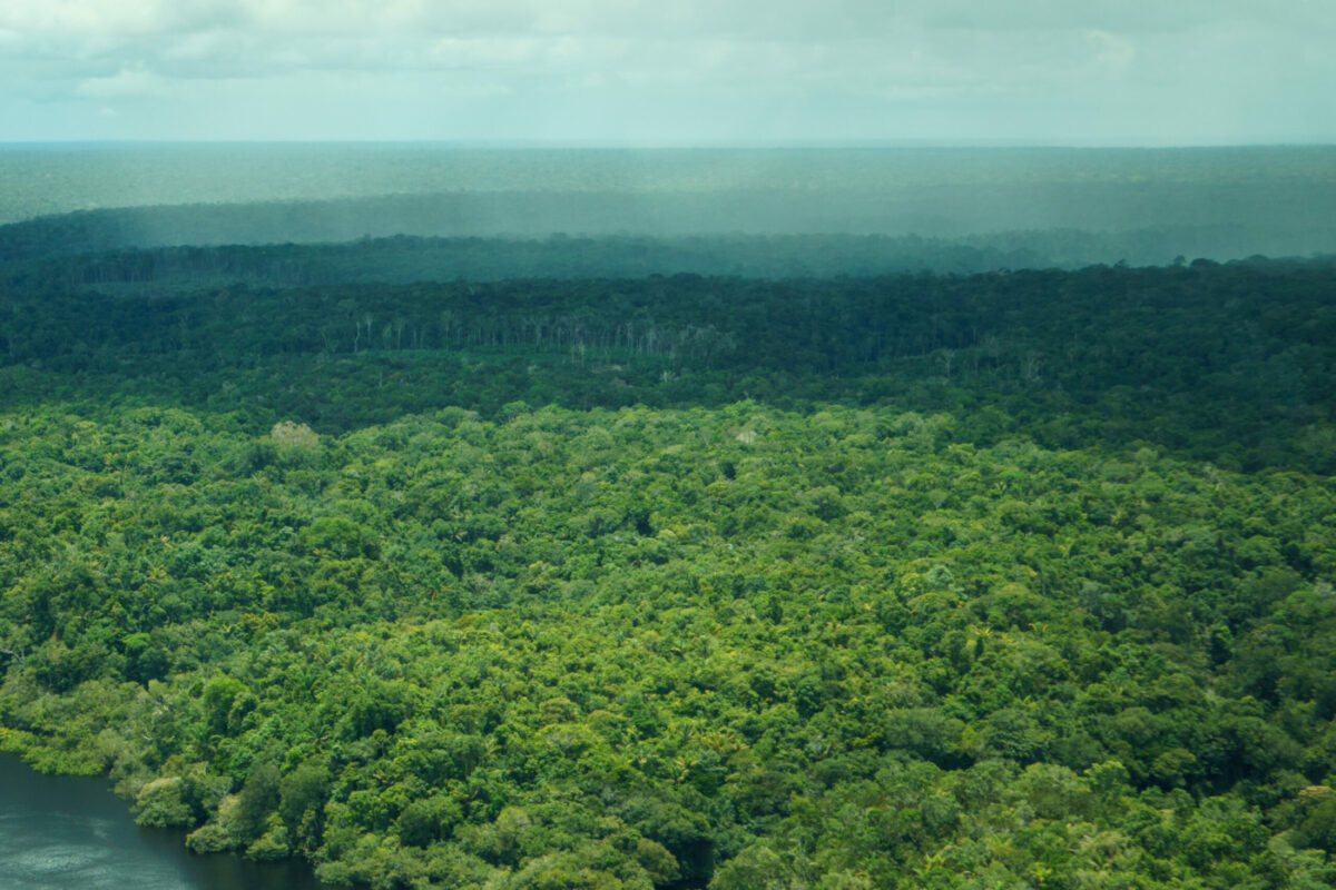 Aerial+view+Amazonas-+Brazil+by+Daniel+Melling