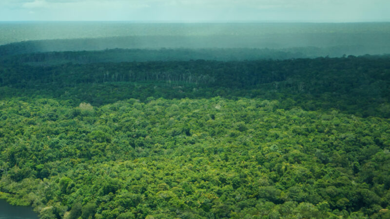 Aerial+view+Amazonas-+Brazil+by+Daniel+Melling