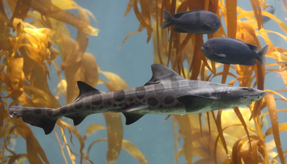 Leopard_shark_in_kelp