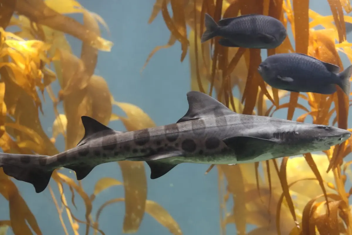 Leopard_shark_in_kelp