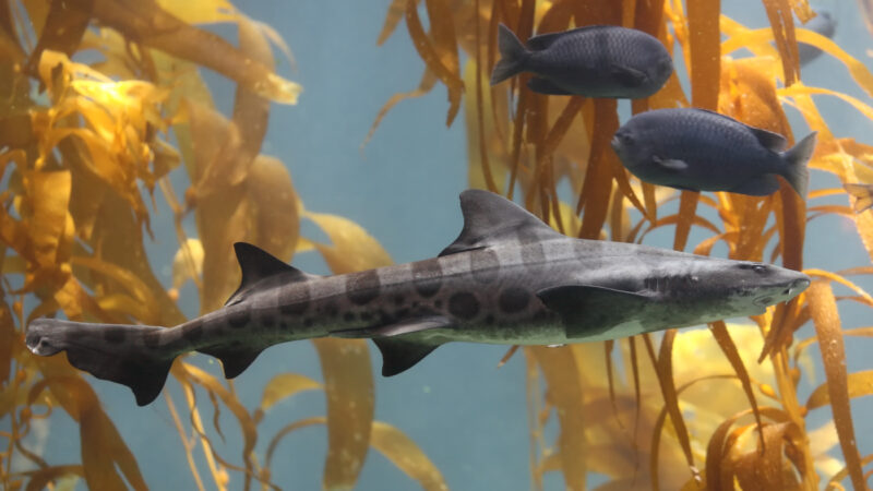 Leopard_shark_in_kelp