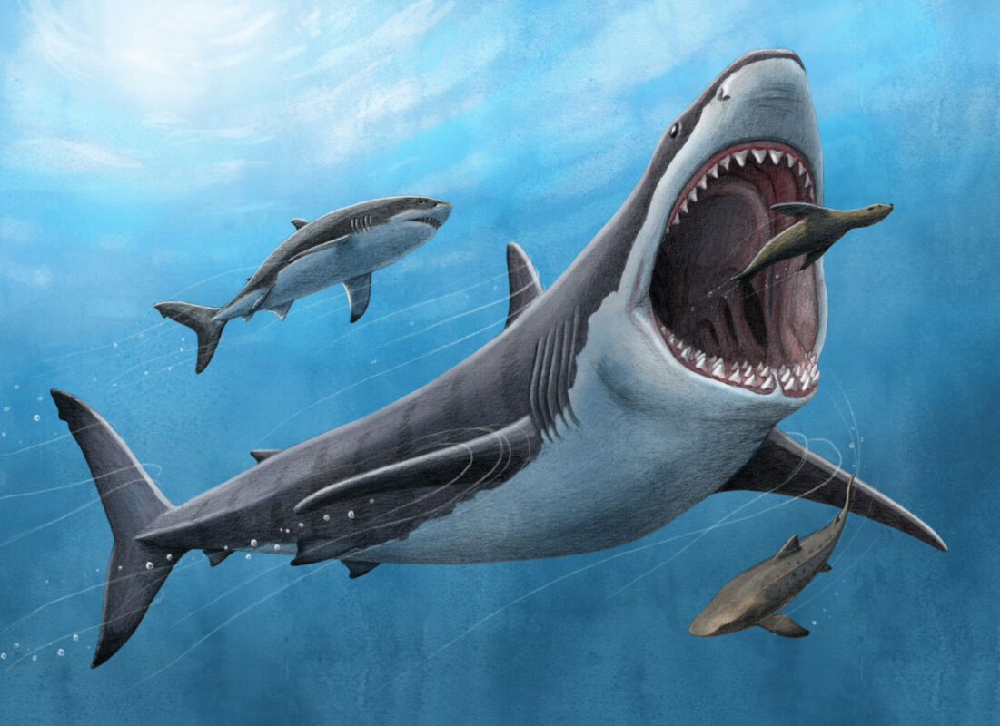 Megalodon+illustration+Alex+Boersma+PNAS