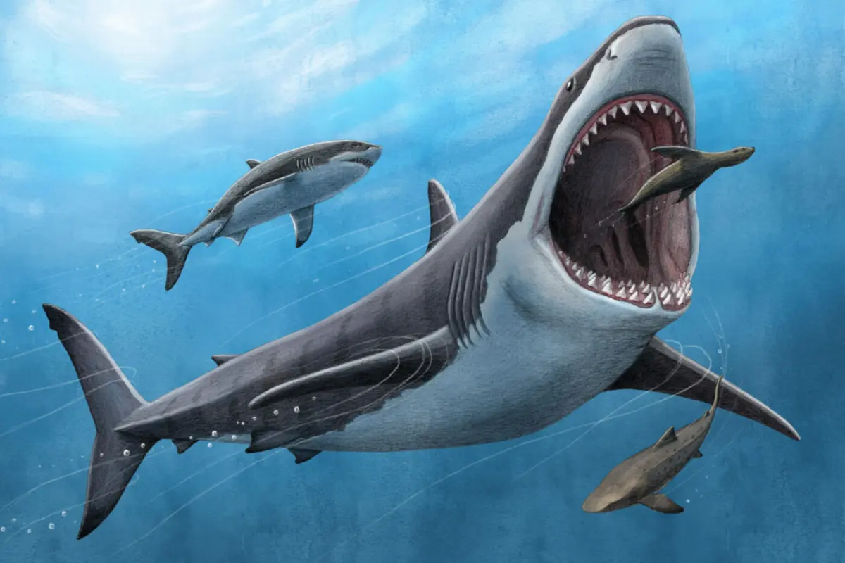 Megalodon+illustration+Alex+Boersma+PNAS