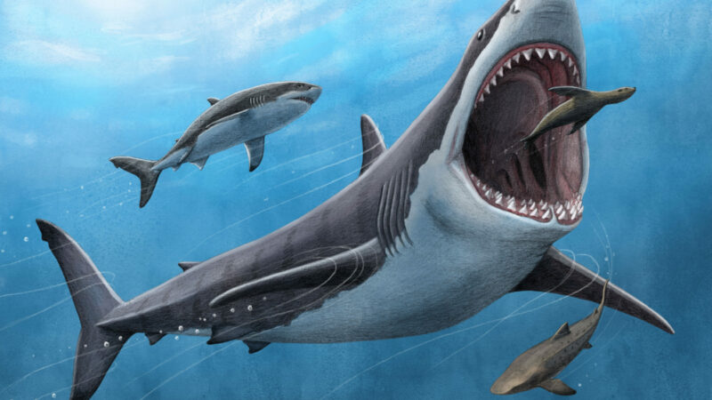 Megalodon+illustration+Alex+Boersma+PNAS